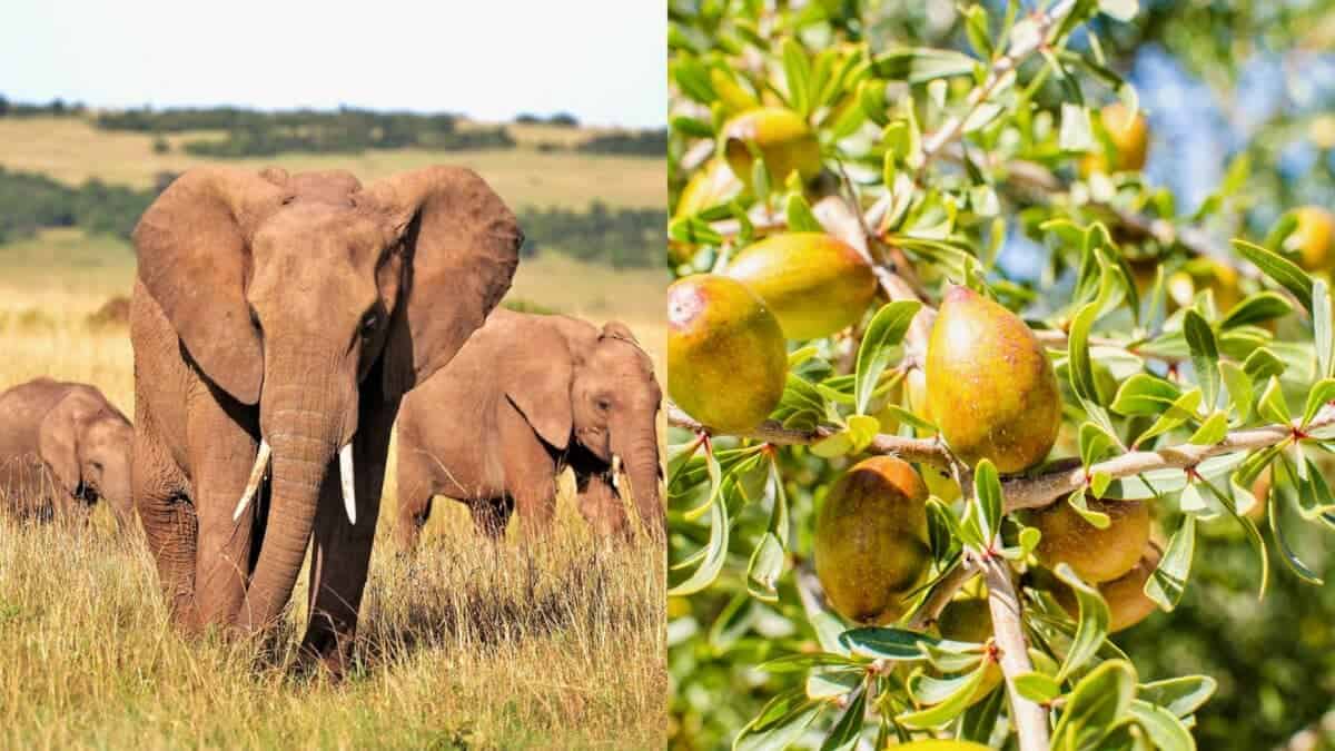 elephant and marula fruit