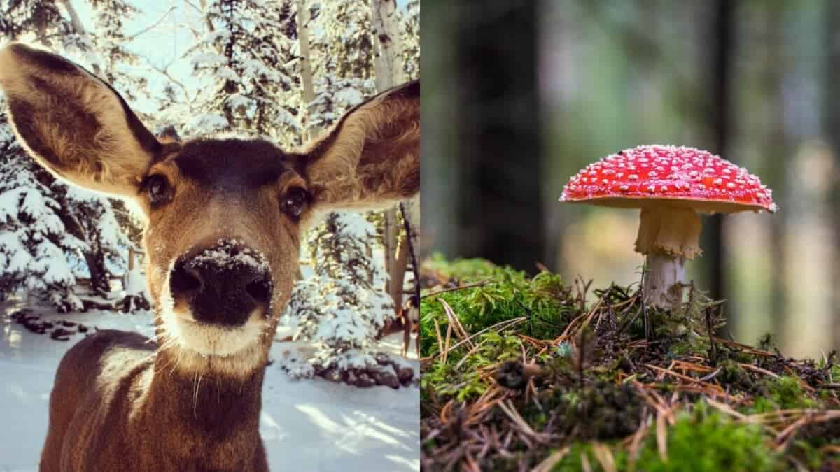 reindeer and mushroom