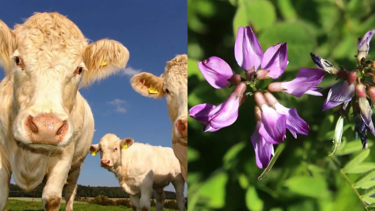 cow and locoweed