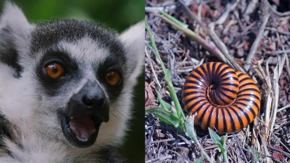 lemur and millipede animals that enjoy taking drugs