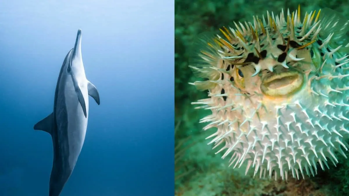 dolphin and pufferfish