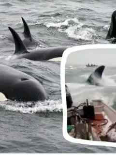 killer whale attacks boaters