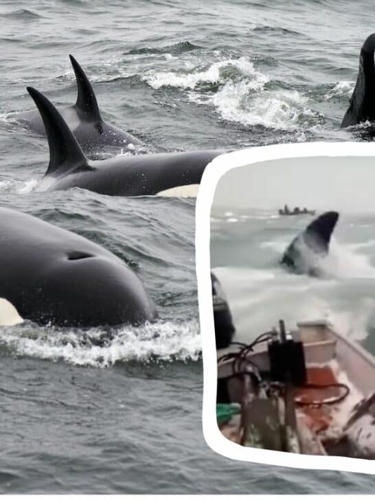 Boaters Survive an Attack by a Killer Whale