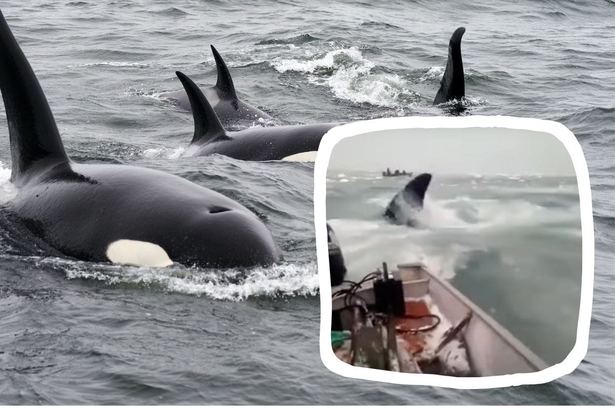 killer whale attacks boaters