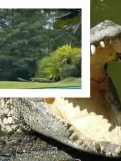 alligator gets eaten by crocodile