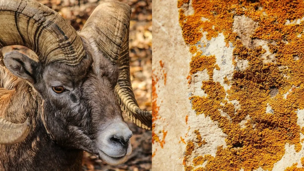 big horn and lichen animals that enjoy drugs