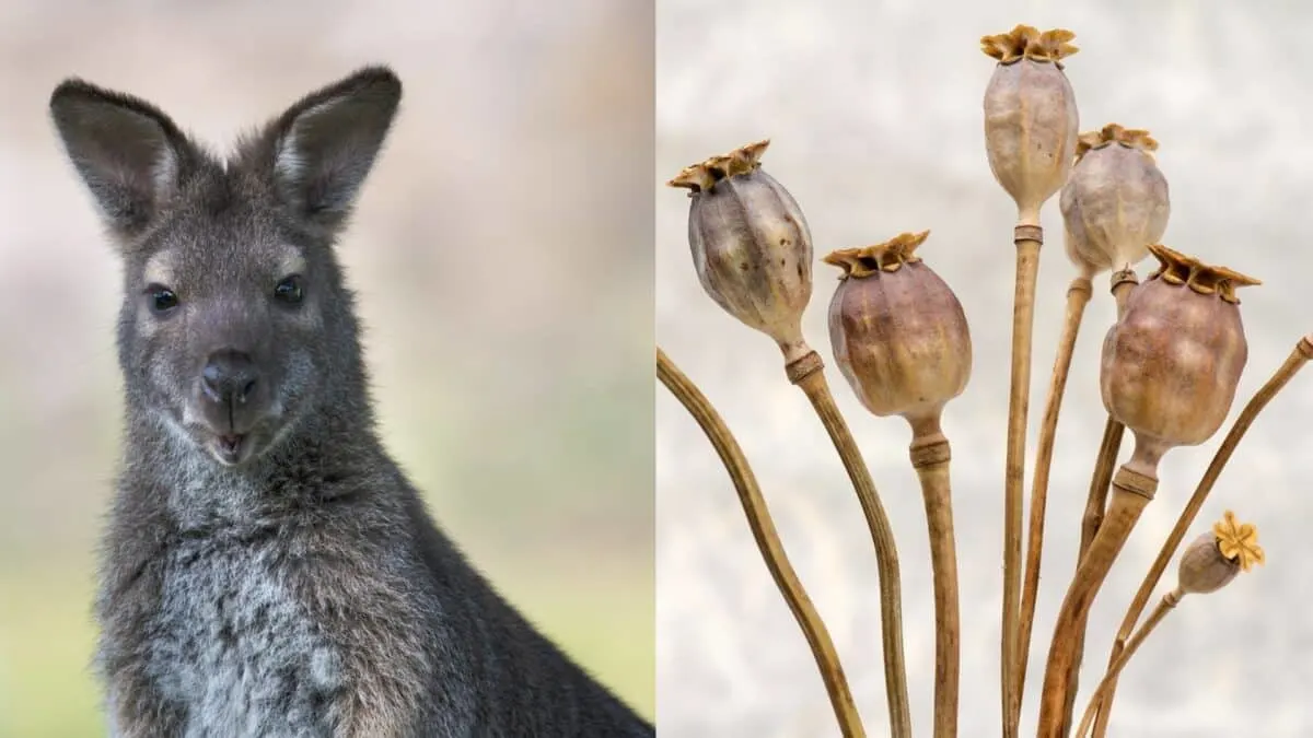 wallaby and poppy seeds