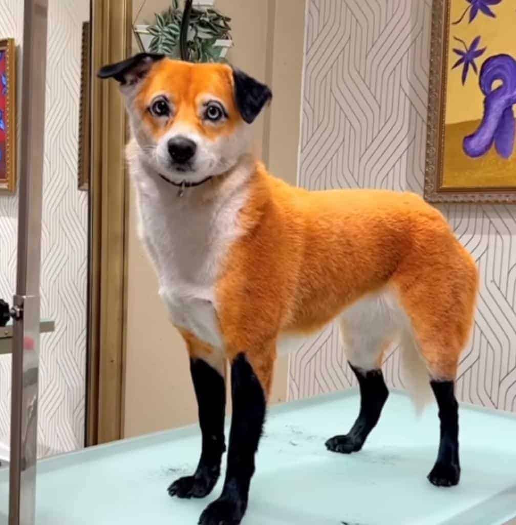 dog/fox