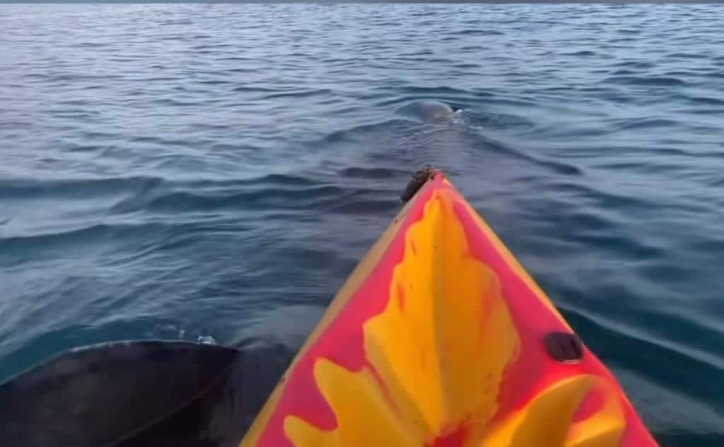 Kayaker's Close-Up with Massive Basking Shark