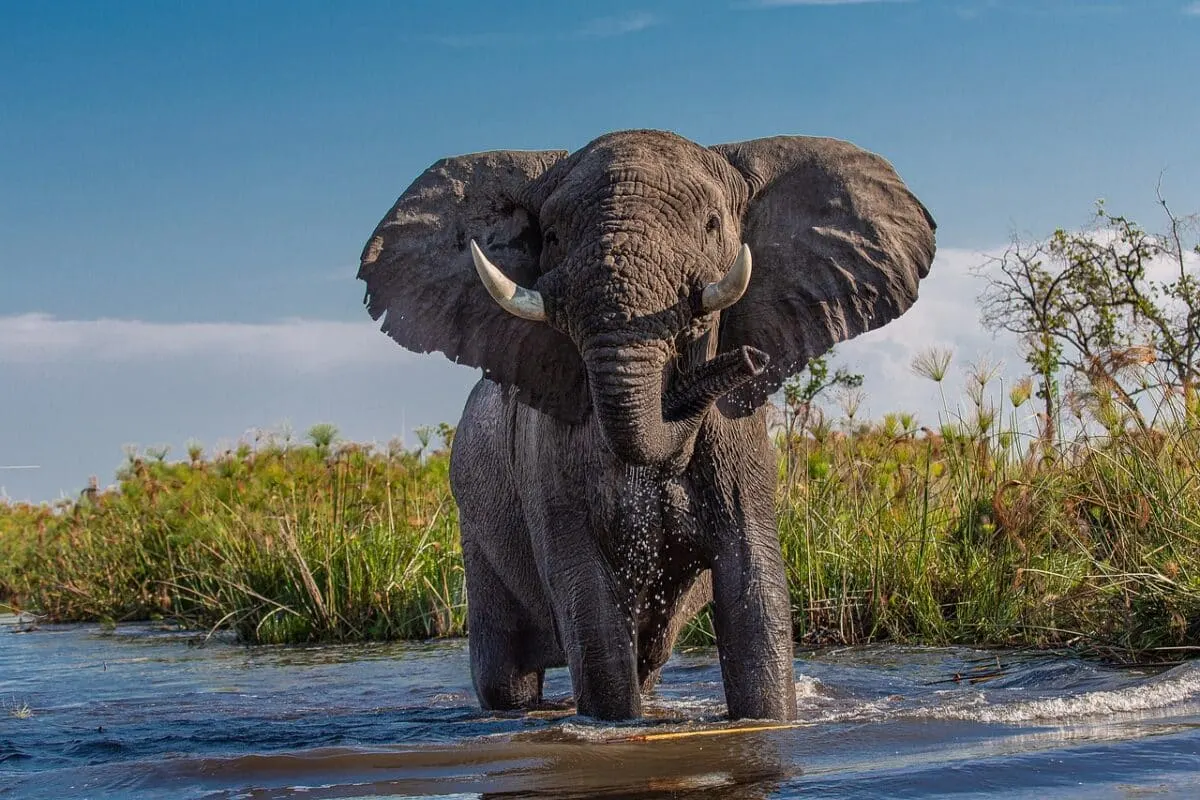 african elephant