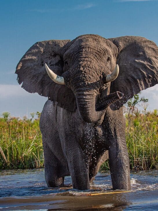 This Safari Took a Terrifying Turn