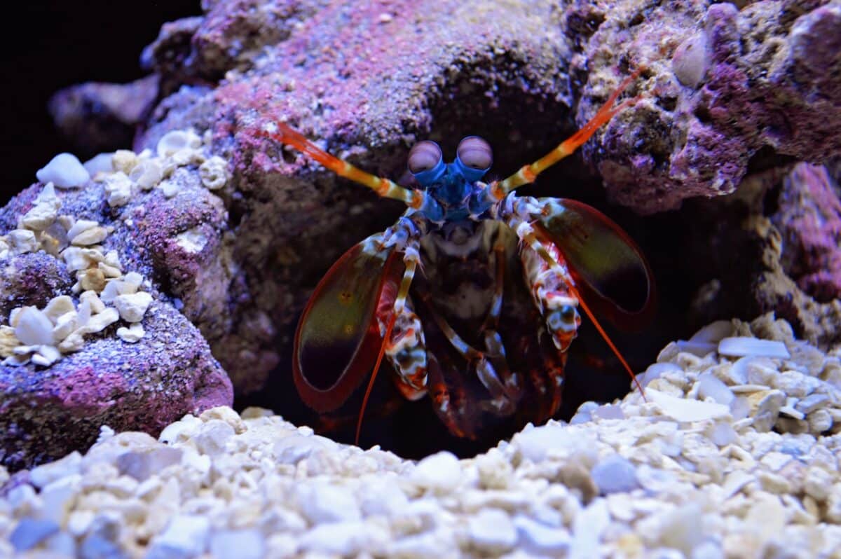 mantis shrimp in cave