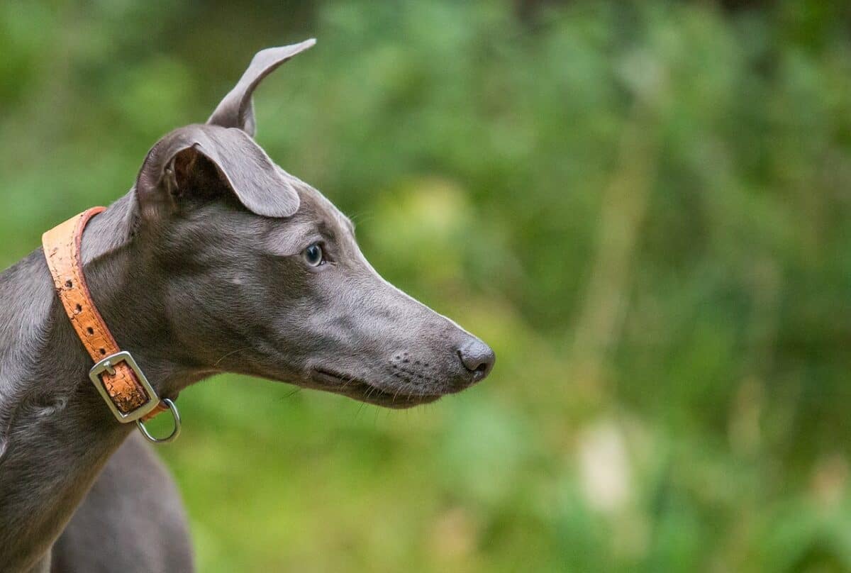 whippet