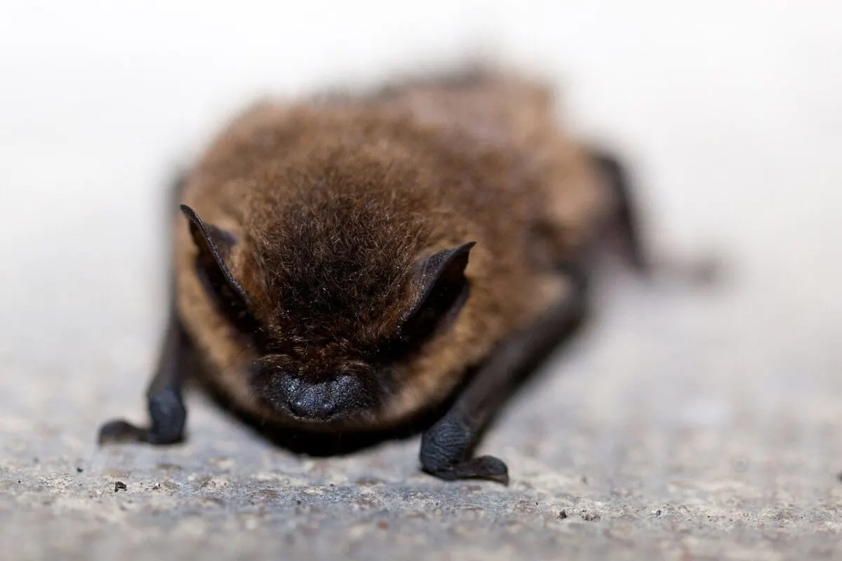 mexican free-tailed bat