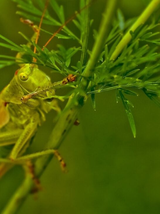 Largest Locust Ever Recorded