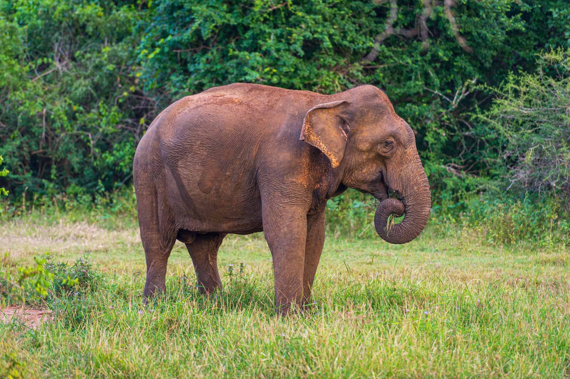 asian elephant