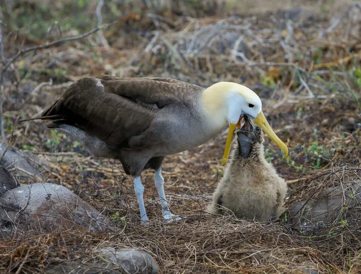 albatross mom feeding chick