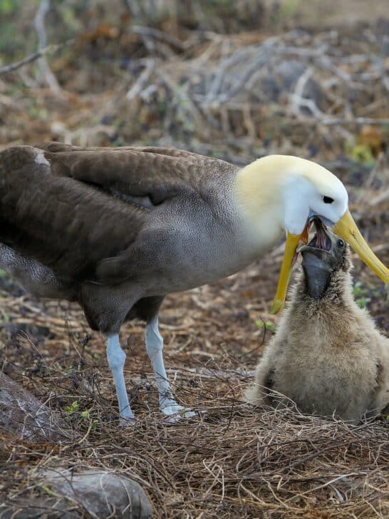 Nursing Behaviors in the Animal Kingdom Explained