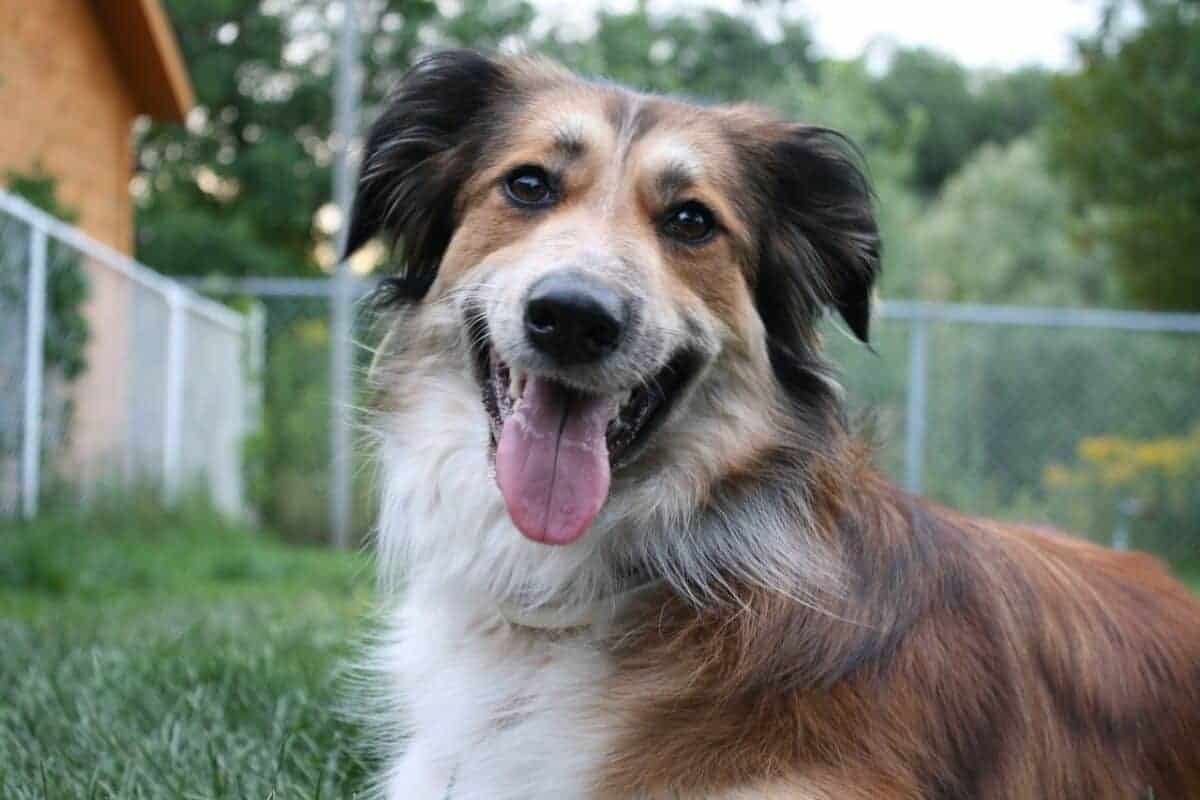 australian shepherd golden retriever mix