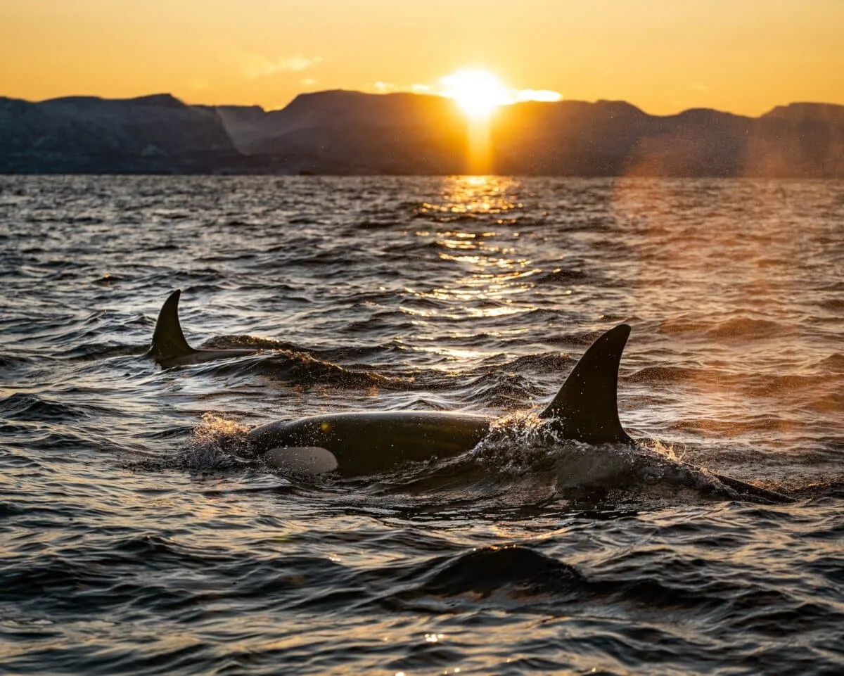 orcas at sunset