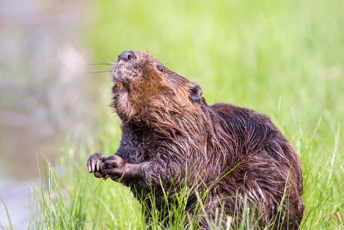 north american beaver