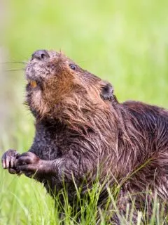 north american beaver