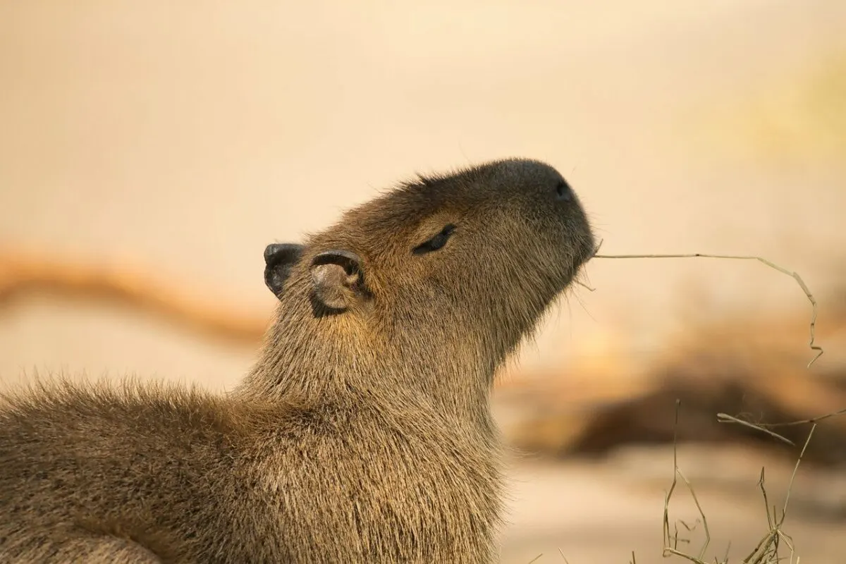 the largest rodent in the world