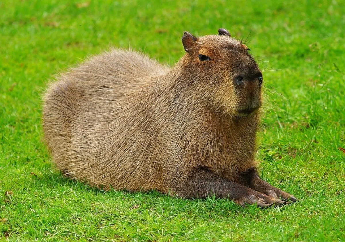 the largest rodent in the world