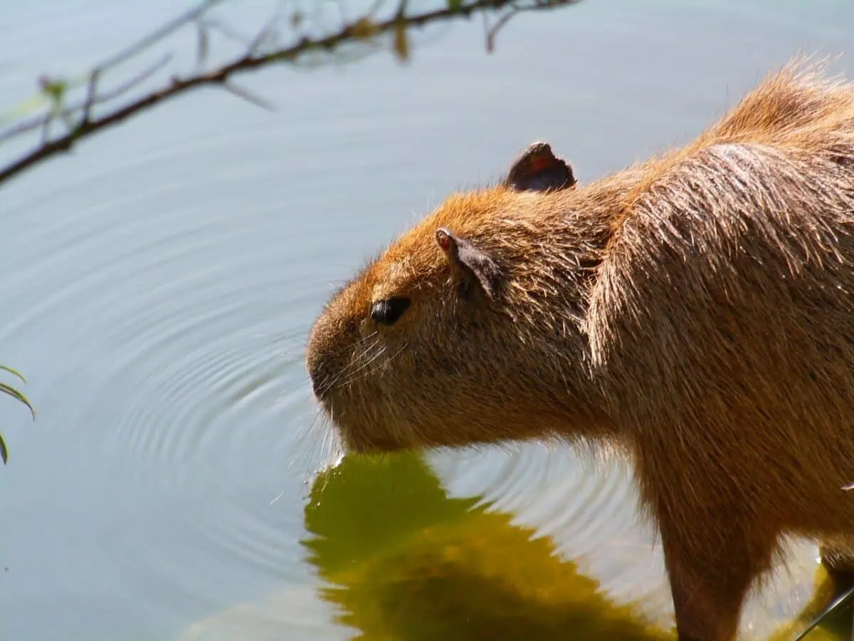 capybara drinking water
