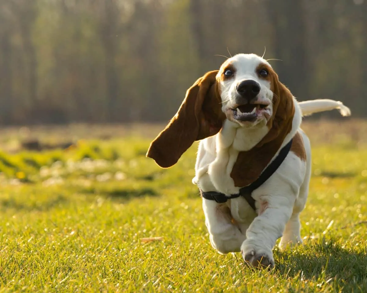 basset hound