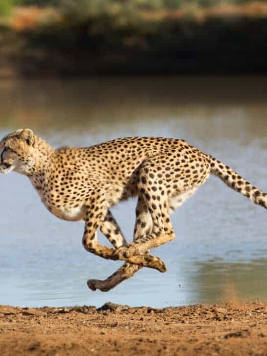 Why Cheetahs Are Built for Speed, Not Strength