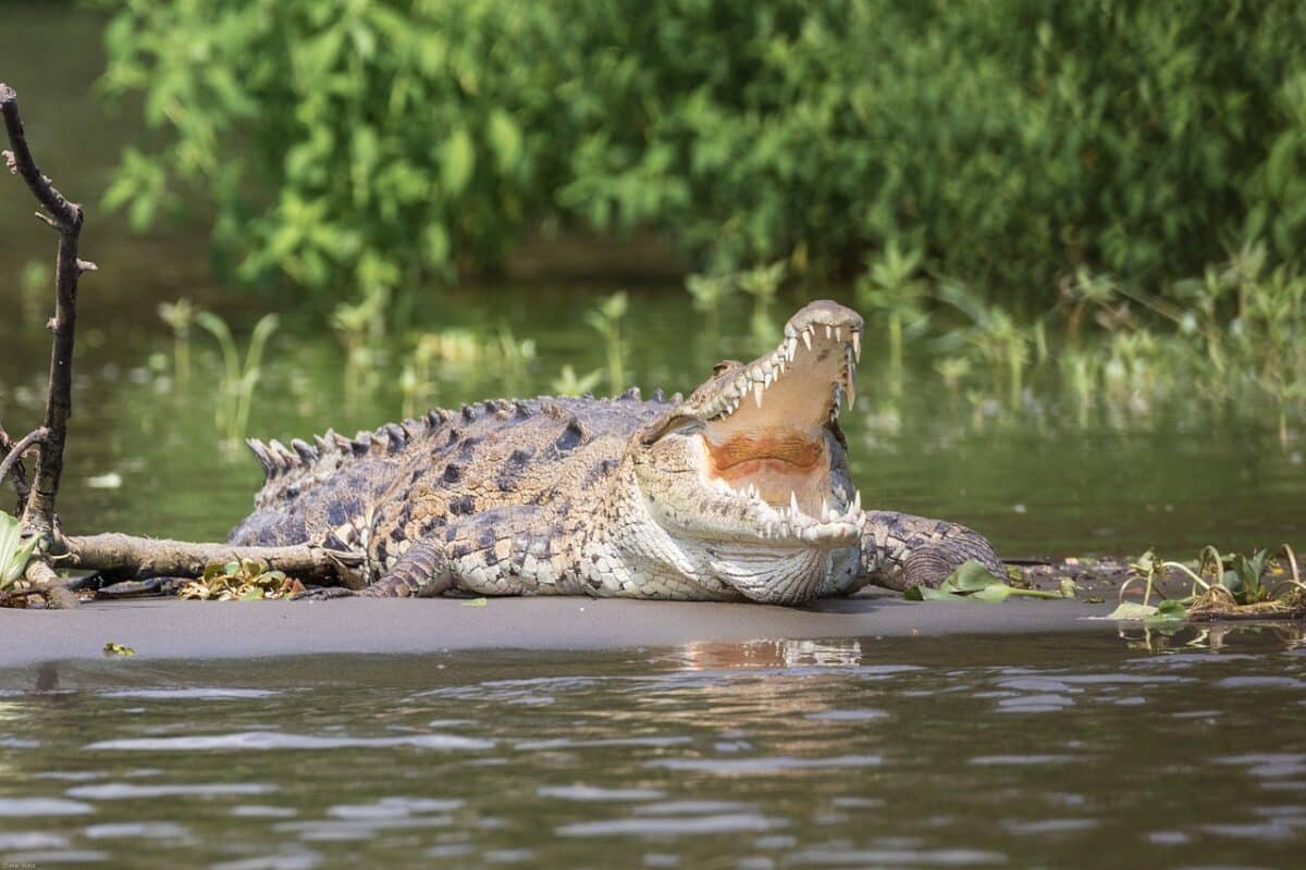 alligator gets eaten by crocodile