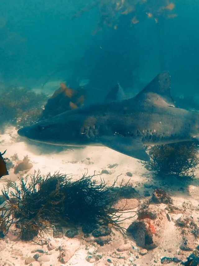 My Rare Gully Shark Encounter