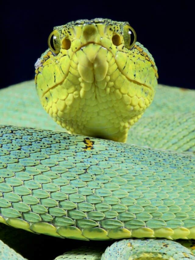 Most Extensive Palm Pit Viper  Ever Documented