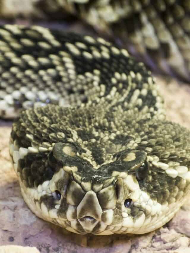 The Eastern Diamondback Rattle Snakes Is Known To Be One Of The Largest Snake Documented