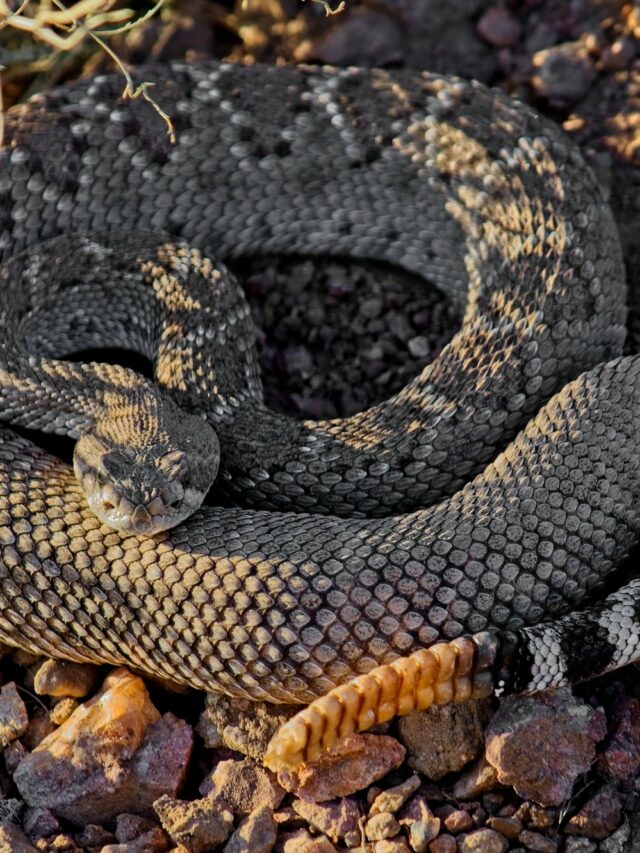 The Western Diamondback Is Known To Be Amongst The Largest Snakes Recorded