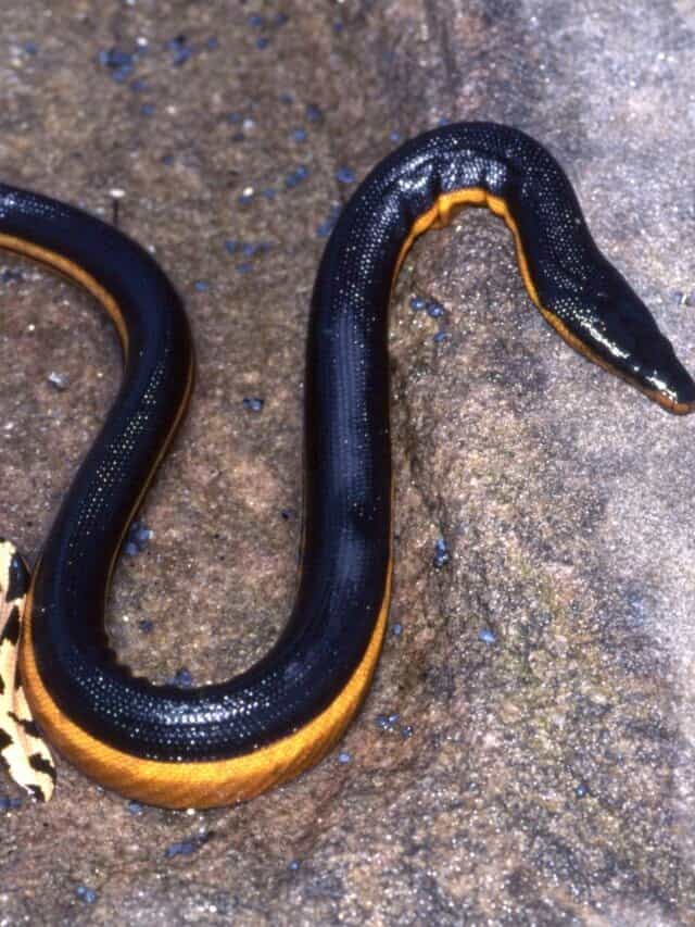Largest-Ever Yellow-Bellied Sea Snake