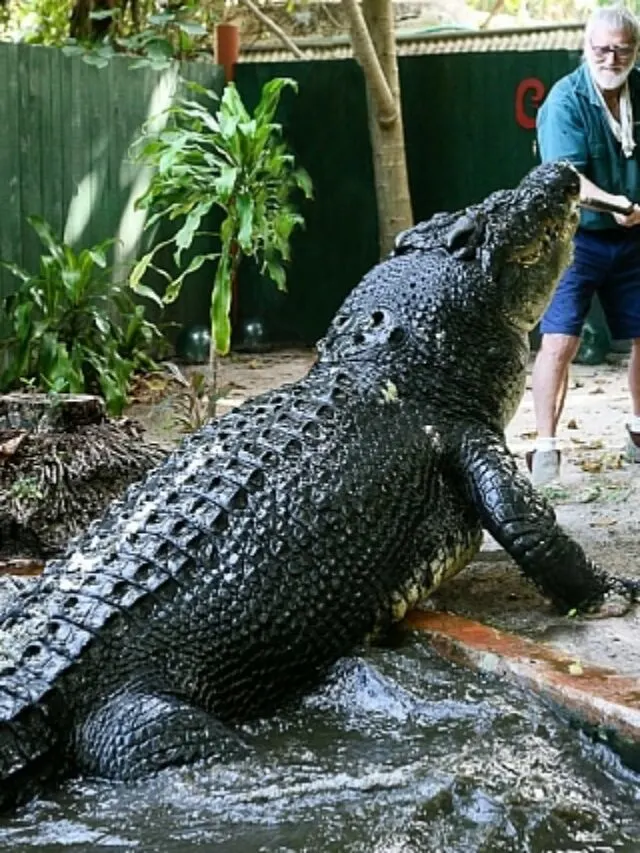 The Largest Crocodile on Record Celebrates his 120th Birthday