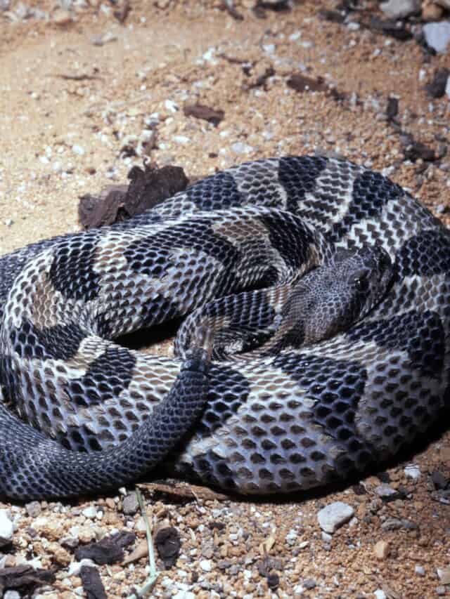 timber rattlesnake