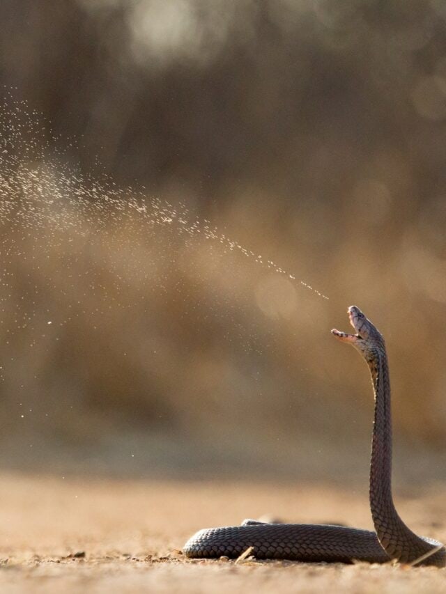 spitting cobra