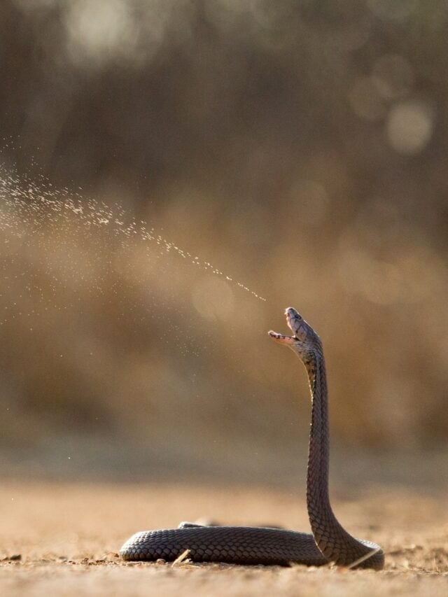 spitting cobra