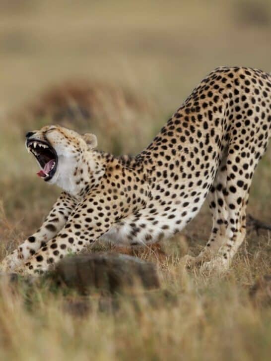 The Top 10 Carnivorous Animals