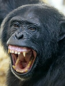Chimpanzees Replicate Human Military Tactics