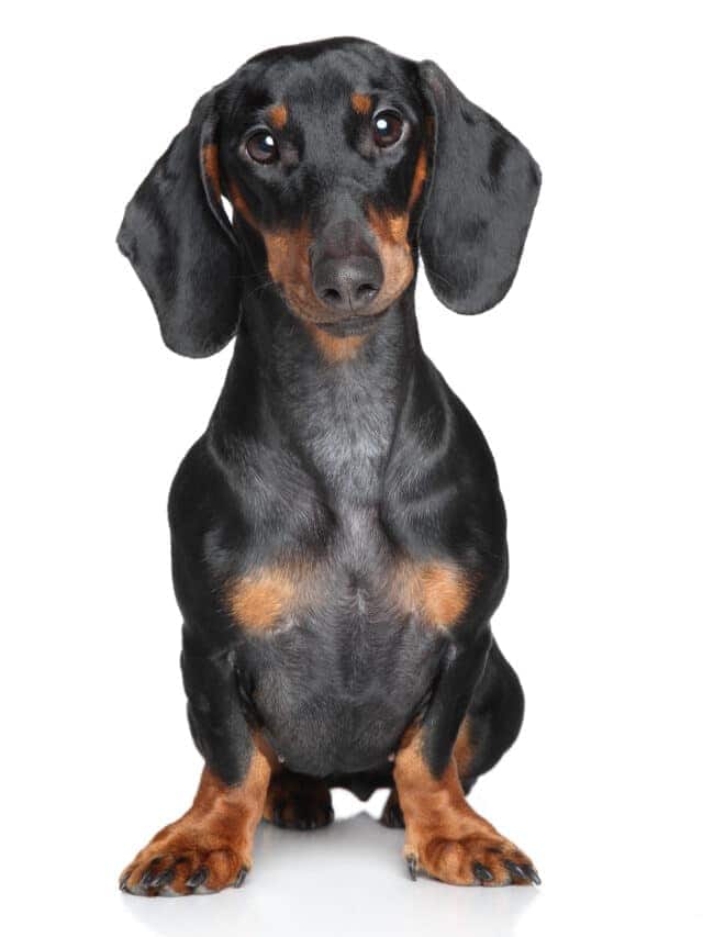 Dachshund Confronts A Mountain Lion - Animals Around The Globe