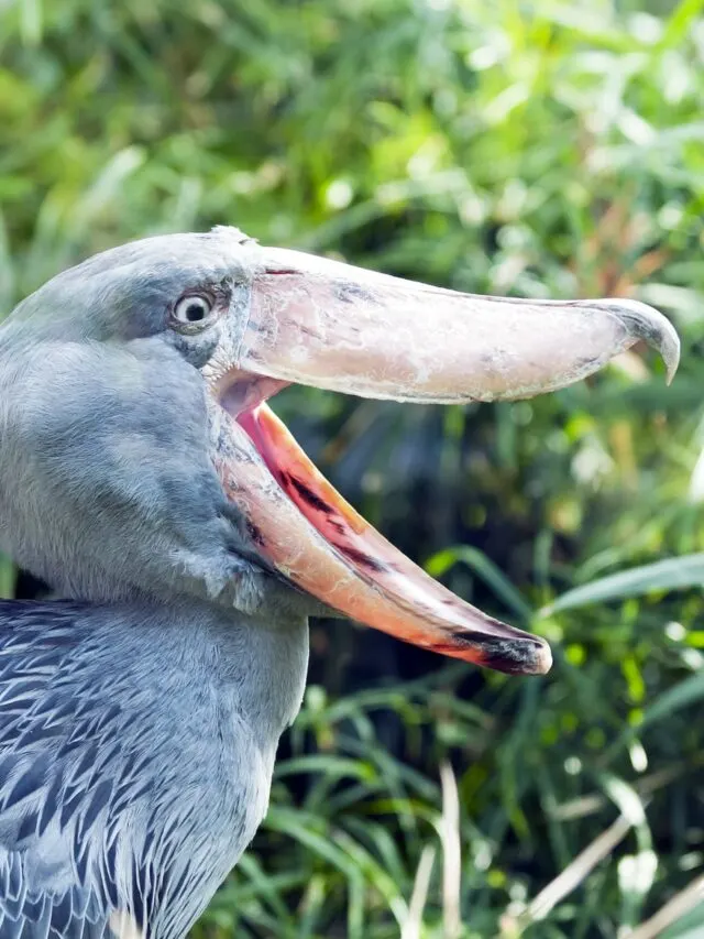 Shoebill Stork vs Crocodile