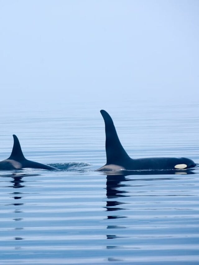 Southern Resident Orcas Extinction Risk Accelerating