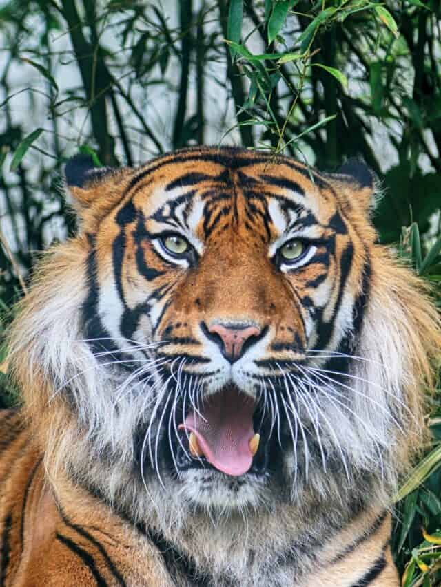 Sumatran Tiger roaring