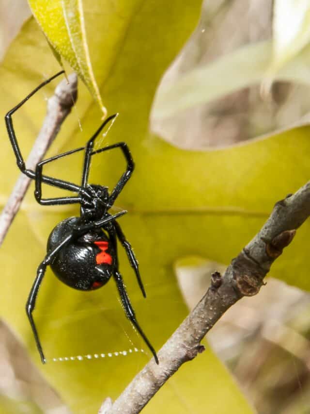 Discover New York’s Hidden Threat: Poisonous Spiders