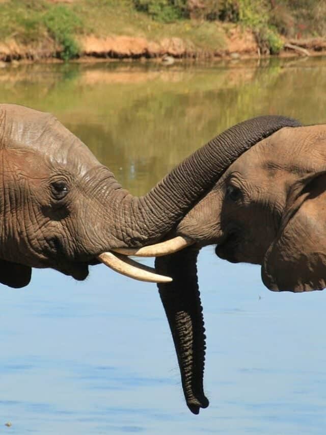 The Most Social Species: The African Elephant