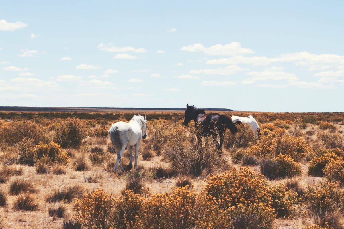 horses